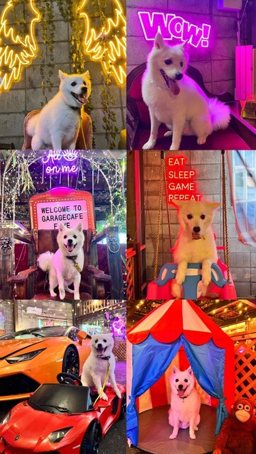 User's recommendation image for GARAGE CAFE FIVE KYOTO