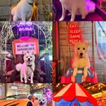 User's review image for GARAGE CAFE FIVE KYOTO