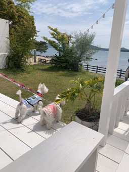 User's review image for BeachHouseStyleCafe sunflower