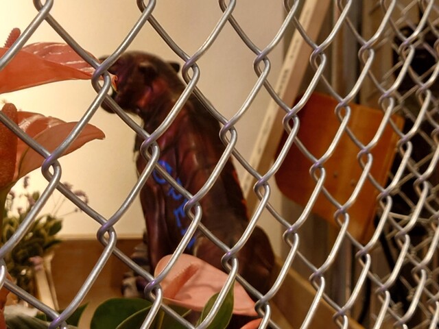 用戶對於ピリリの虎的評論高清圖