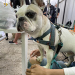 用戶對於アーモンド洋菓子店 若林支店的評論圖