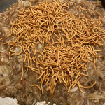 用户对于新宿こてがえし的评论图