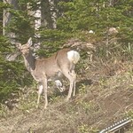 用戶對於知床五湖レストハウス的評論圖