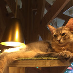 用戶對於猫カフェMOCHA 秋葉原店的評論圖