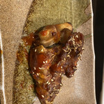 用戶對於京華閣的評論圖