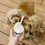 User's review image for PATISSIERE MAYO flat