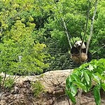 用户对于上野動物園 カフェカメレオン的评论图