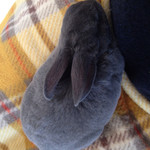 User's review image for ミス・バニー