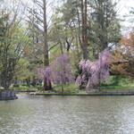用户对于生姜ラーメン みづの的评论图