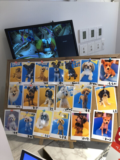 用户对于犬カフェ Rio 原宿竹下通り店的评论高清图