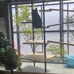 用户对于喫茶 ネコトマメ的评论图