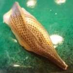 用戶對於鮨 まつざわ的評論圖