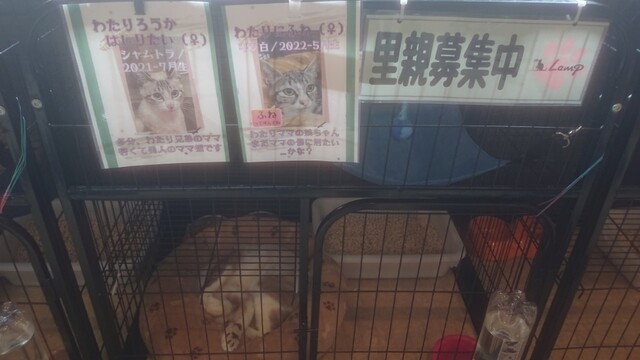 用户对于Cafe&Diningbar With Cat's Lamp的评论高清图
