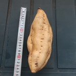用戶對於芋屋金次郎 天神店的評論圖