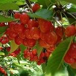 用戶對於さくらんぼ山観光農園的評論圖