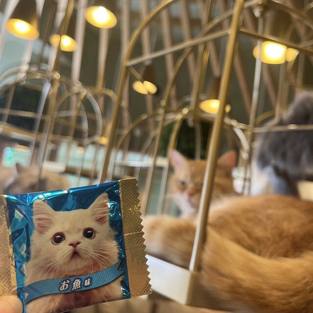 用戶對於猫カフェMOCHA 秋葉原店的評論高清圖