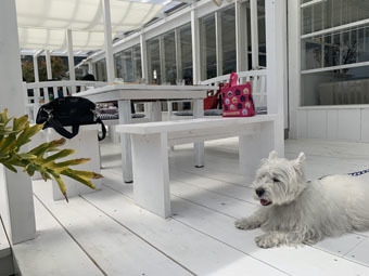 User's review image for BeachHouseStyleCafe sunflower