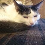 用戶對於猫カフェMOCHA 秋葉原店的評論圖
