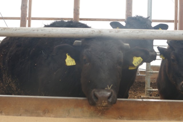 用户对于おぐに牧場牛肉販売所的评论高清图