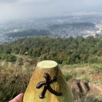 用户对于松的评论图