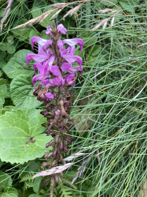 用戶對於島の人 礼文島本店的評論圖