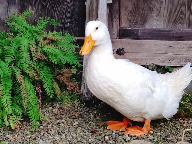 User's recommendation image for HANASE HIGHLAND INN