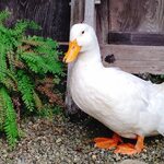 User's review image for HANASE HIGHLAND INN