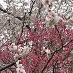 用戶對於SAMA 北海道神宮前店的評論圖