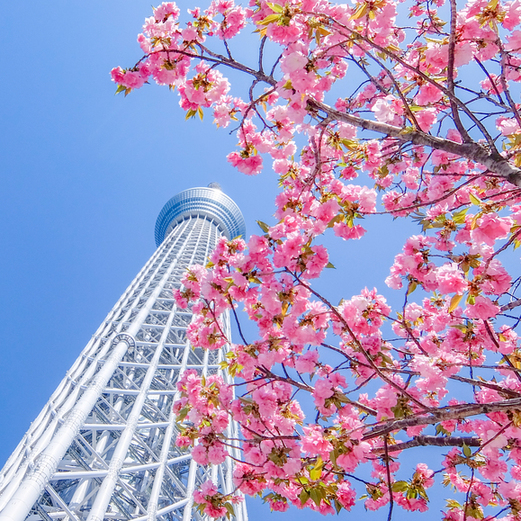 User's recommendation image for ラ・ソラシド フードリレーションレストラン