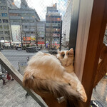 用戶對於猫カフェMOCHA 秋葉原店的評論圖