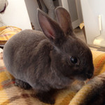 User's review image for ミス・バニー