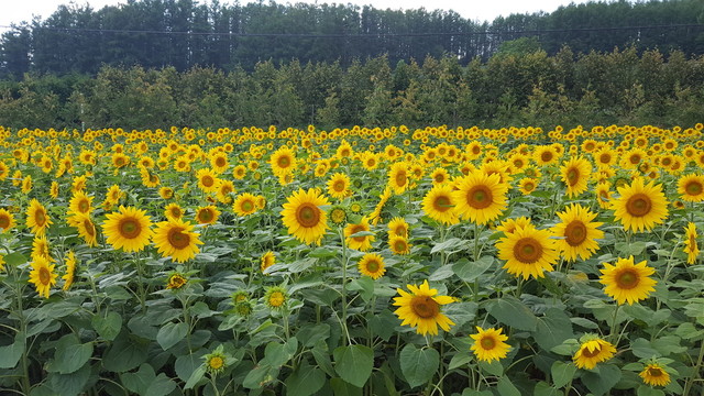 用户对于とみたメロンハウス的评论高清图