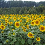 用户对于とみたメロンハウス的评论图