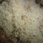 User's review image for 小倉屋山本