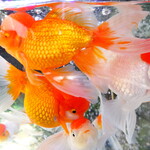 User's review image for 洋食や”B”