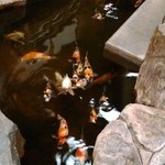 User's review image for 日本料理 瑞鳳
