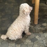 用户对于ぱぴぷぺぽ的评论图