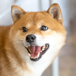 User's review image for 保護犬＆保護猫カフェ 寺田町店