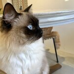 用戶對於泰風佳日的評論圖