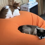 User's review image for Yogibo Versailles Resort Farm CAFE