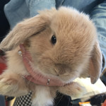 User's review image for ミス・バニー