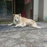用户对于サルビア的评论图