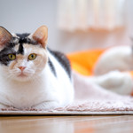 User's review image for 保護犬＆保護猫カフェ 寺田町店