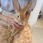 User's review image for ミス・バニー