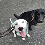 用戶對於ミスタードーナツ 秋葉原ショップ的評論圖