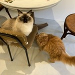 用戶對於泰風佳日的評論圖