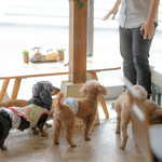 User's review image for 保護犬＆保護猫カフェ 寺田町店