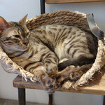 用戶對於泰風佳日的評論圖