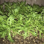 用戶對於スーパー玉出 寝屋川店的評論圖