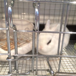 User's review image for ミス・バニー